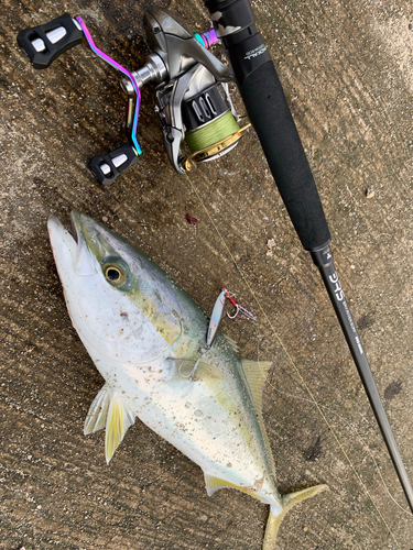 イナダの釣果