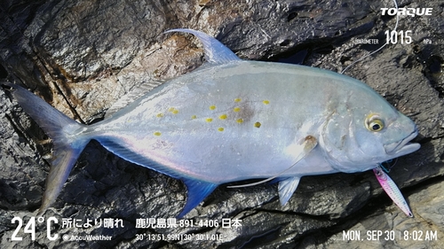 ナンヨウカイワリの釣果