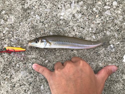 キスの釣果