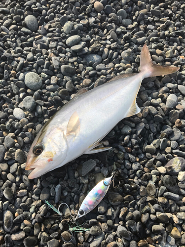 ショゴの釣果