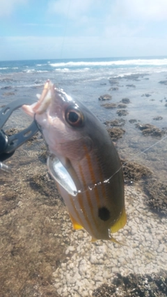 フエフキダイの釣果