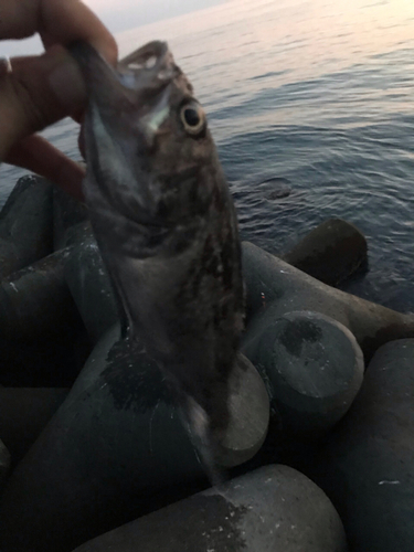 クロソイの釣果