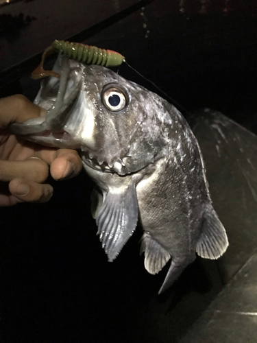 クロソイの釣果