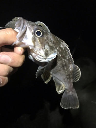 クロソイの釣果