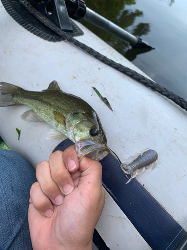 ブラックバスの釣果