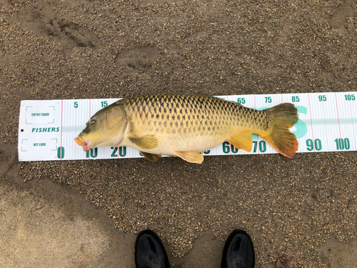 コイの釣果