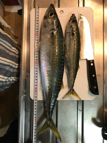 マサバの釣果