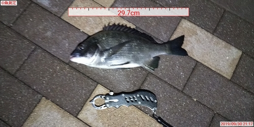 クロダイの釣果