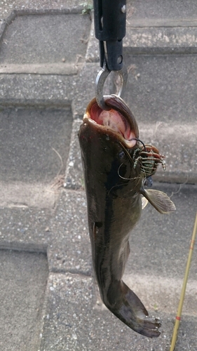 ナマズの釣果