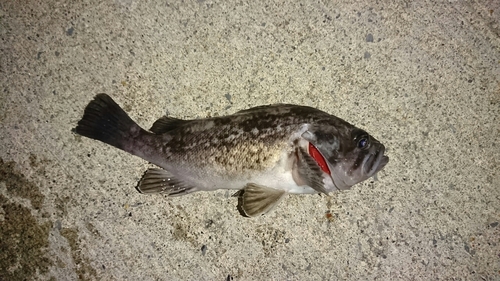 クロソイの釣果