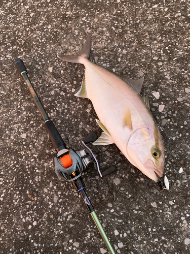 カンパチの釣果