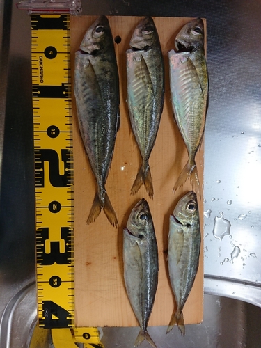 アジの釣果