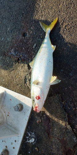 ショッコの釣果