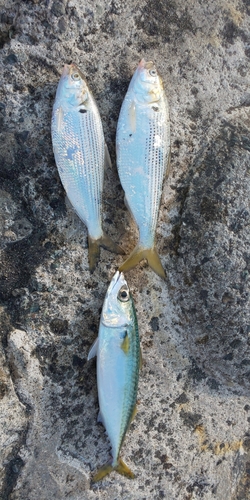 コノシロの釣果