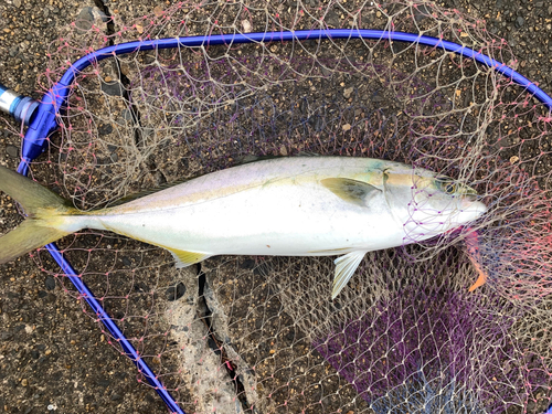 イナダの釣果