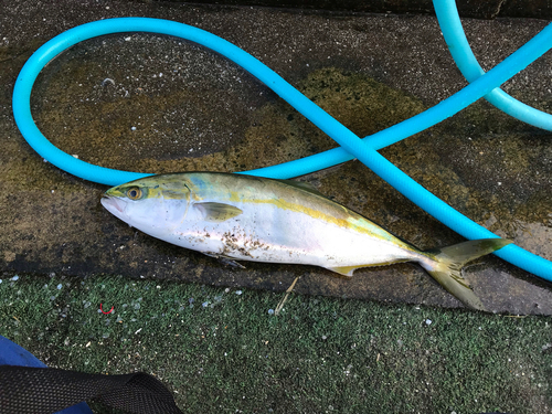 イナダの釣果