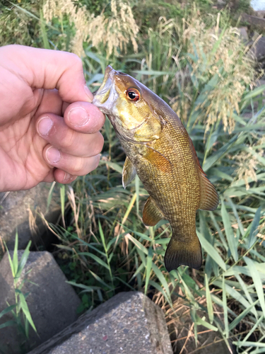 スモールマウスバスの釣果