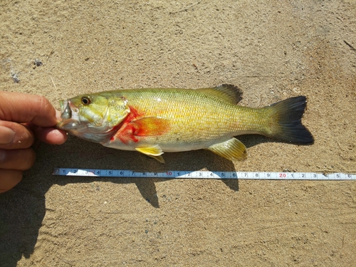 スモールマウスバスの釣果