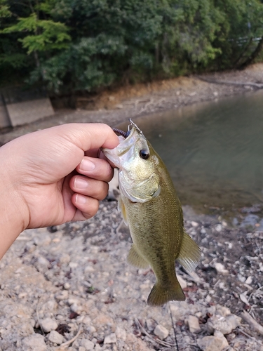 釣果