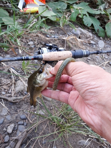 ラージマウスバスの釣果