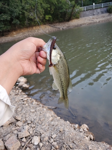 釣果