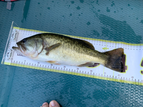 ブラックバスの釣果