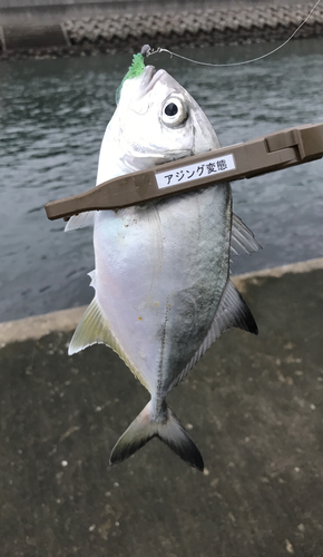 ギンガメアジの釣果