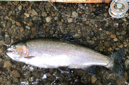 ニジマスの釣果