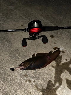 エゾイソアイナメの釣果