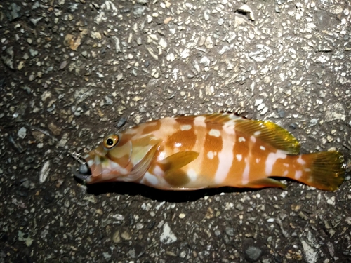 ハタの釣果