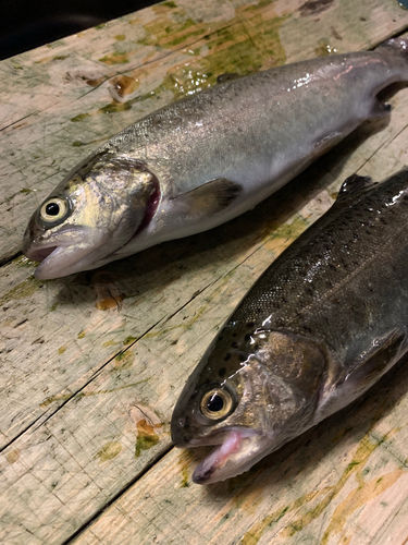 ニジマスの釣果