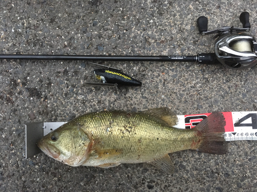 ブラックバスの釣果