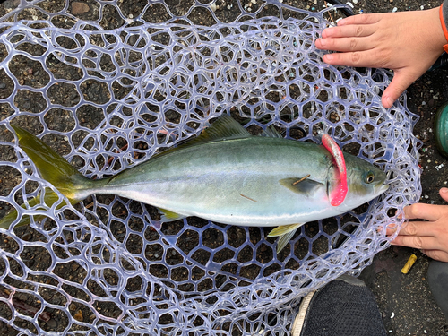 イナダの釣果