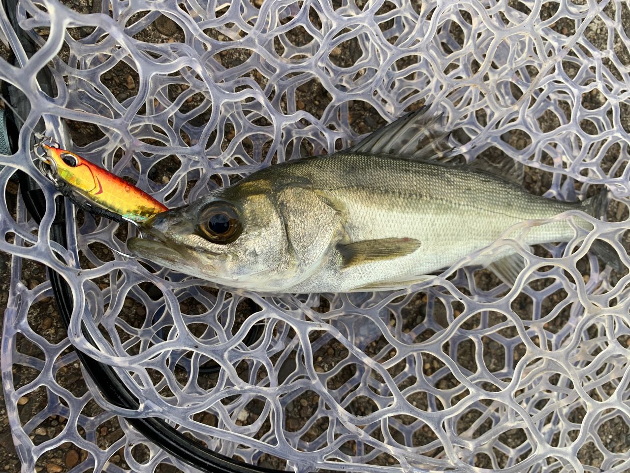 セイゴ（マルスズキ）