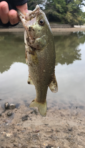 ラージマウスバスの釣果