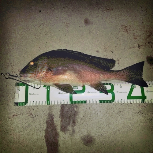 コロダイの釣果