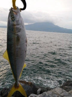 ヤズの釣果