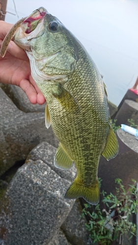 ブラックバスの釣果