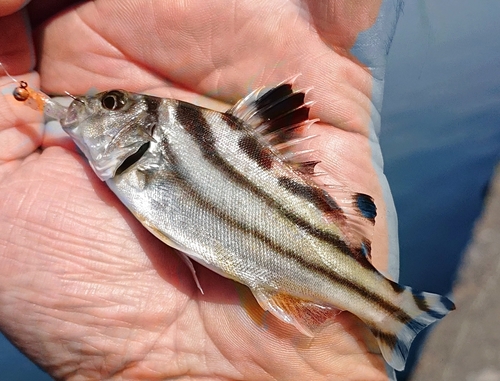 コトヒキの釣果