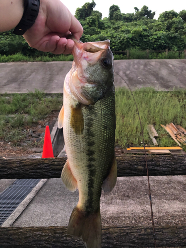 ラージマウスバスの釣果