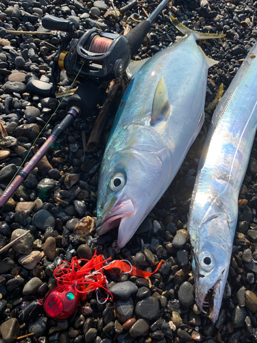 イナダの釣果