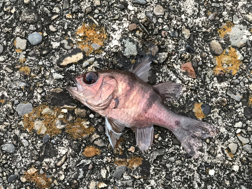 ネンブツダイの釣果