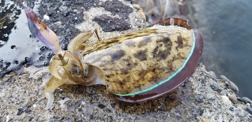 モンゴウイカの釣果