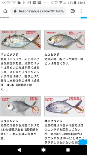 メッキの釣果