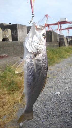 ニベの釣果