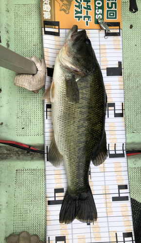 ブラックバスの釣果