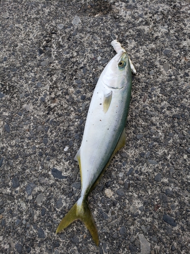 ワカシの釣果