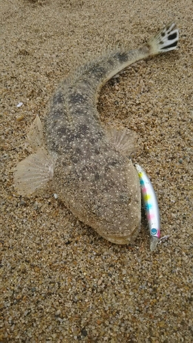 マゴチの釣果