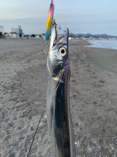 タチウオの釣果