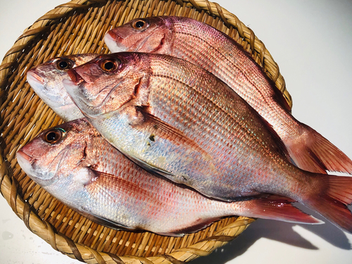 マダイの釣果